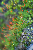 Ferns, Mosses, & Other Woodland Plants