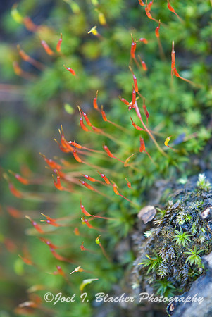 Moss Sporophyte 2.jpg
