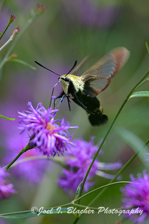Snowberry Clearwing in Ironweed
