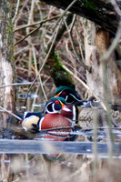 Ducks, Geese, Grebes and related