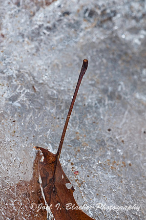 Oak Leaf Stem in Ice, Mocassin Creek.jpg