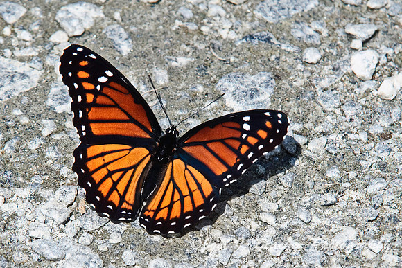 Viceroy 1, Cochran Shoals.jpg