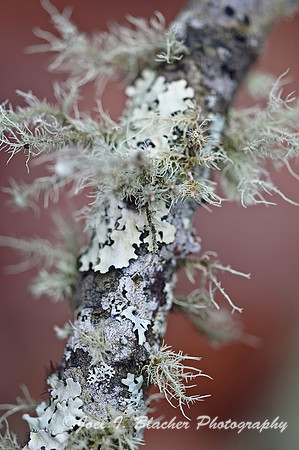 Lichen 3, Mocassin Creek.jpg