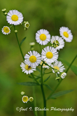 Aster 1.jpg