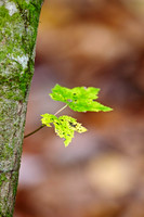 Trees & Shrubs