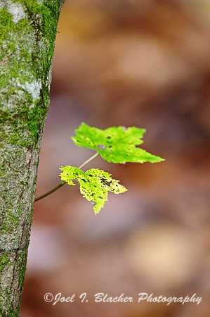 Red Maple.jpg