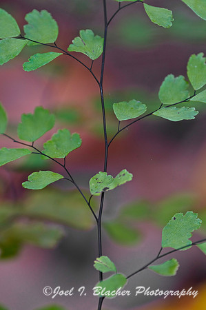 Maidenhair Fern 4, Adiantum sp.jpg