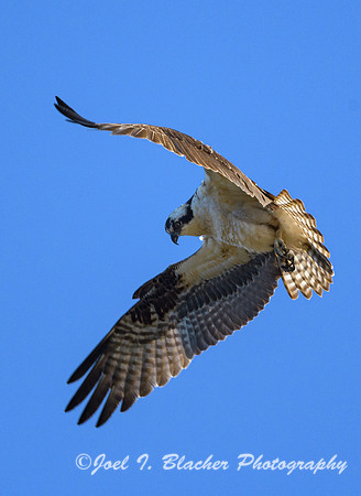 Osprey-Chatt-Deck