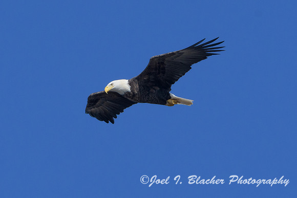 Bald-Eagle-Chatt-Deck