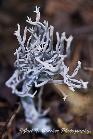 Carbon Antlers, Smithgall Woods.jpg