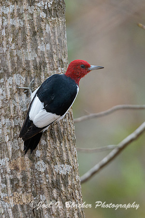 Red-headed-Woodpecker-7-Island-Ford
