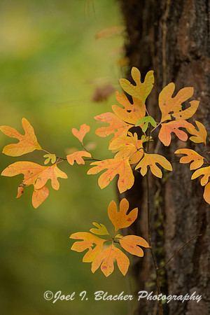 Autumn-Sassafras