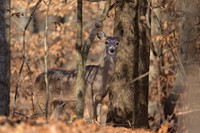 Whitetail-Doe-Island-Ford