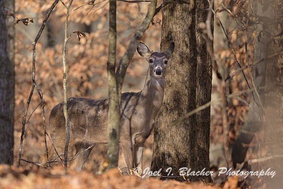 Whitetail-Doe-Island-Ford