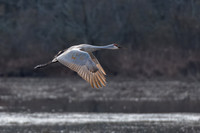 Shorebirds and Waders