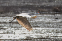 Sandhill-Crane-2-in-Flight