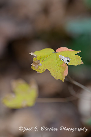Autumn-Yellow-maple