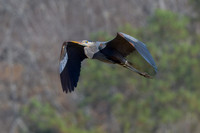 Great-Blue-Heron-in-Flight-Chatt