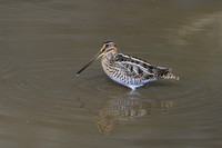 Wilsons-Snipe--Chattahoochee-Edit