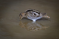 Wilsons-Snipe-2--Chattahoochee-Edit