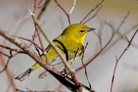 Songbirds