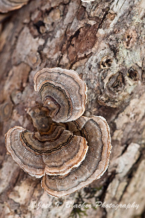 Polypore sp