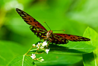 Butterflies and Moths