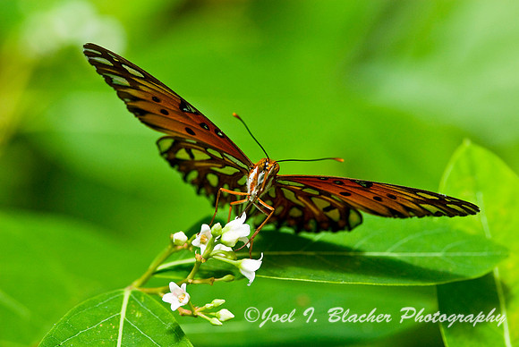 Checkerspot 2.jpg