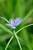 Butterflies and Moths