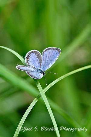 Eastern Tailed Blue, Cochran Shoals.jpg