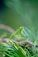 Arachnids, Insects, and Other Inverts