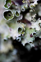 Fungi & Lichen