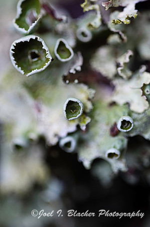 Cup Lichen 1.jpg