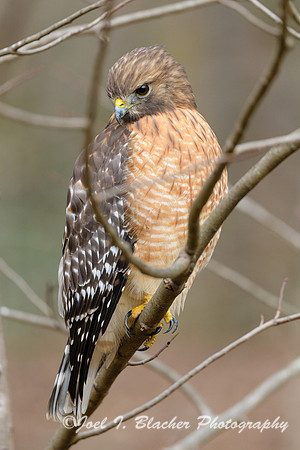 Red-shouldered-Hawk-3