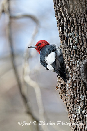 Red-headed-Woodpecker-8-Island-Ford