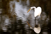 Shorebirds and Waders