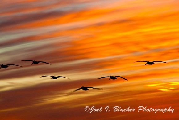 Pelican Sunset Jekyll Island