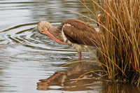 Shorebirds and Waders