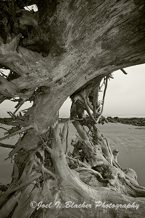 Jekyll Island, Driftwood Beach BW 1