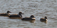 Ducks, Geese, Grebes and related