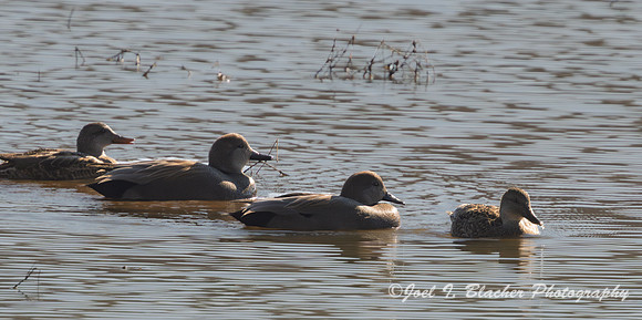 Gadwalls