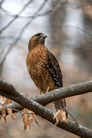 Red-shoulder-Hawk-Big-Trees-FP