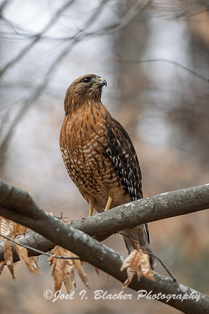 Red-shoulder-Hawk-Big-Trees-FP