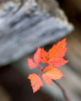Fall Foliage