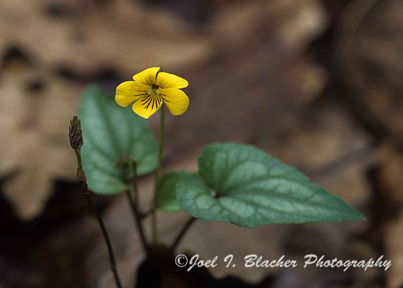 Halberd Leaf Violet 2.jpg