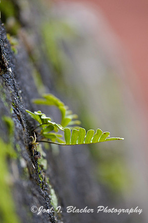 Resurrection Fern Jekyll Is