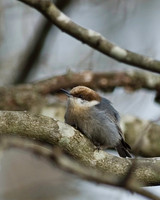 Woodpeckers and Nuthatches