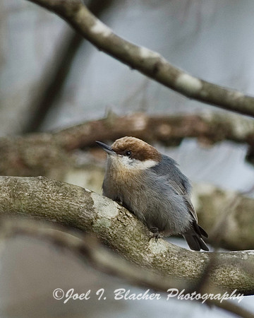 Brown-Headed Nuthatch.jpg