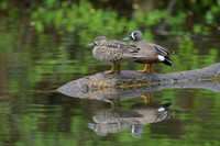 Blue-winged-Teal-Pair-Island-Ford