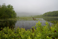 Acadia-NP-Marsh-2